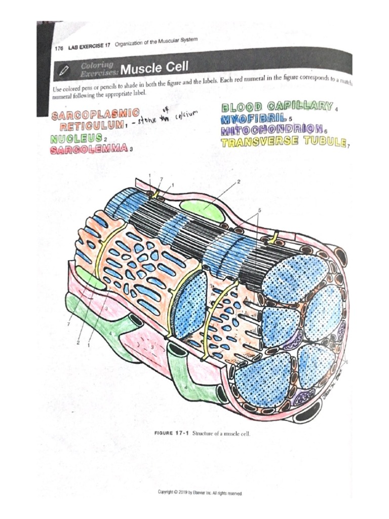 Happ 100lab 2MT01 Lab Exercise 17 Bernas PDF
