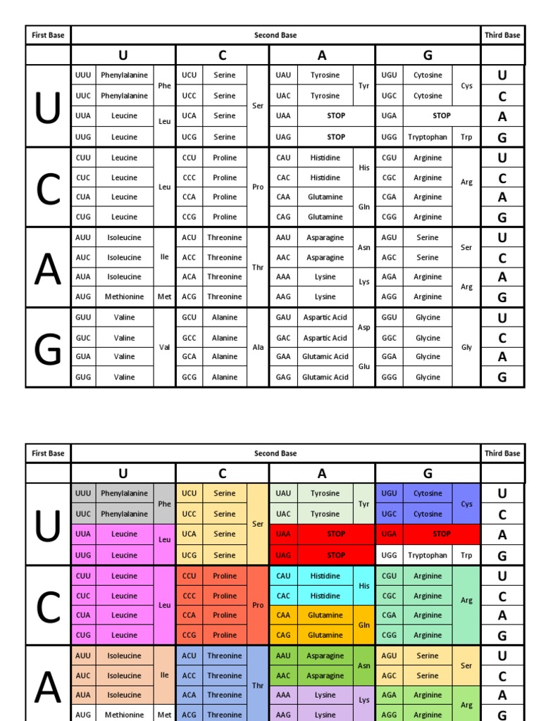 The Code An Illustrated Table of the Codons for Amino Acids PDF Leucine Serine