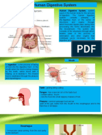 Digestive System