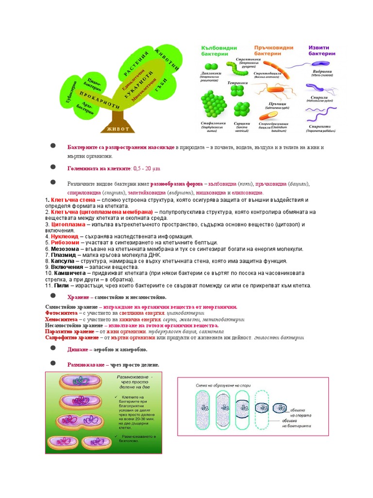 биология | PDF