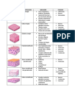 Epitelios Clasificación Ubicación Función