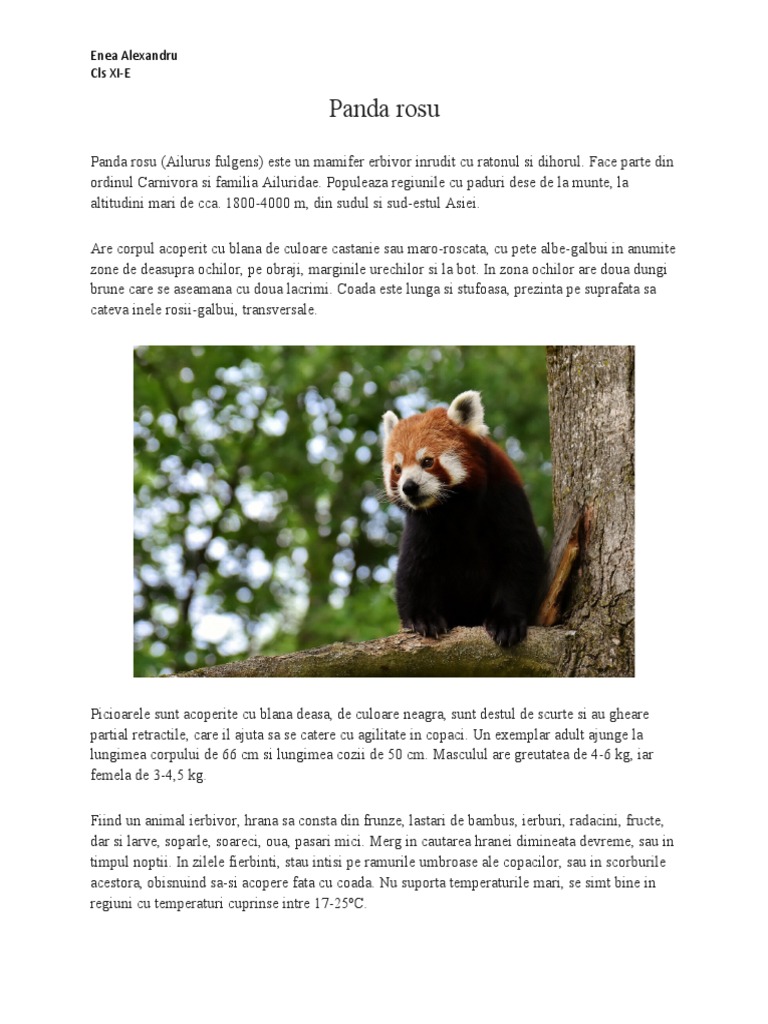 Panda Rosu | PDF