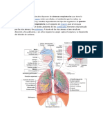 Aparato Respiratorio