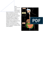 Aparato Digestivo