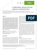 EMBO Reports - 2019 - Aureille - Nuclear Envelope Deformation Controls Cell Cycle Progression in Response To Mechanical