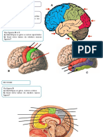 Estudo Dirigido Neurociências-1 PDF