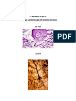 Histologia y Embriologia Del Sistema Nervioso.: Clase Practica #4