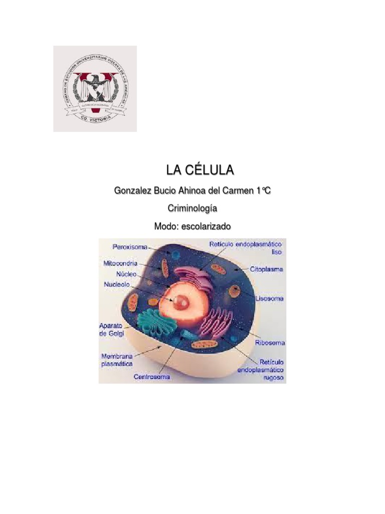 Estructura y tipos de células | PDF | Biología Celular) | Citoplasma