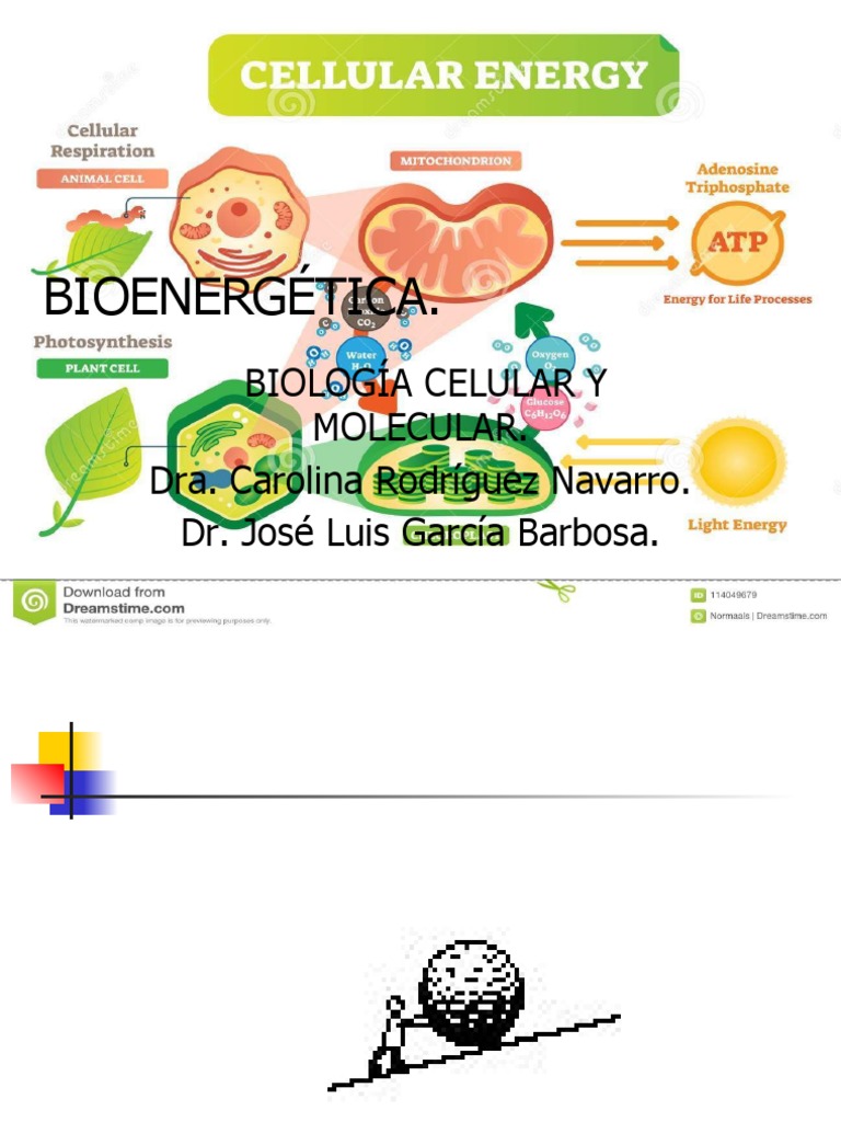 Bioenergetica | PDF