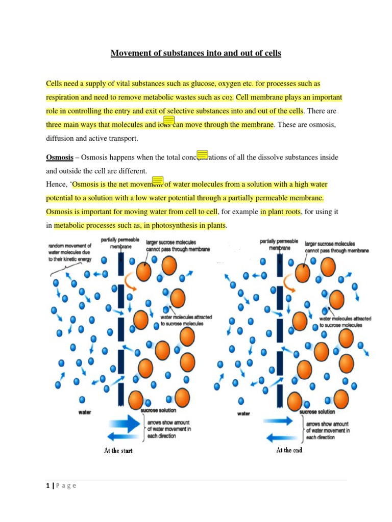 Note 8 Movement of Substances Into and Out of Cells PDF | PDF | Osmosis ...