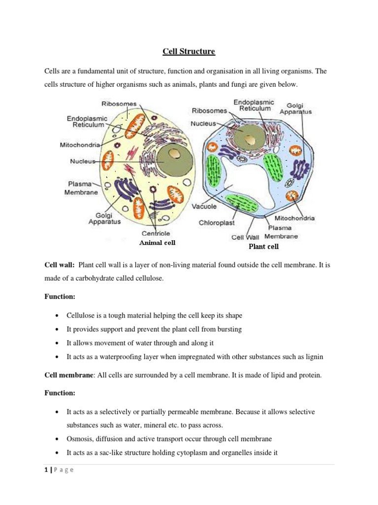 Note 2 Cell Structure PDF | PDF | Cell (Biology) | Endoplasmic Reticulum