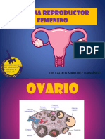 Sistema reproductor femenino: órganos y funciones
