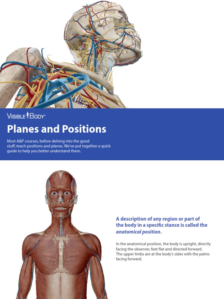 A Guide to Anatomical Positions, Planes, and Directional Terms PDF