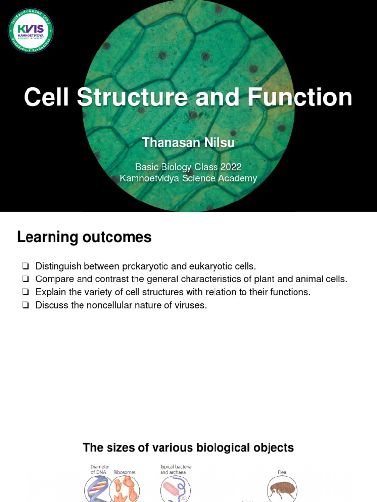 04 Cell Structure and Function | PDF | Endoplasmic Reticulum | Cell ...