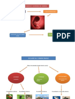 Desarrollo Embrionario