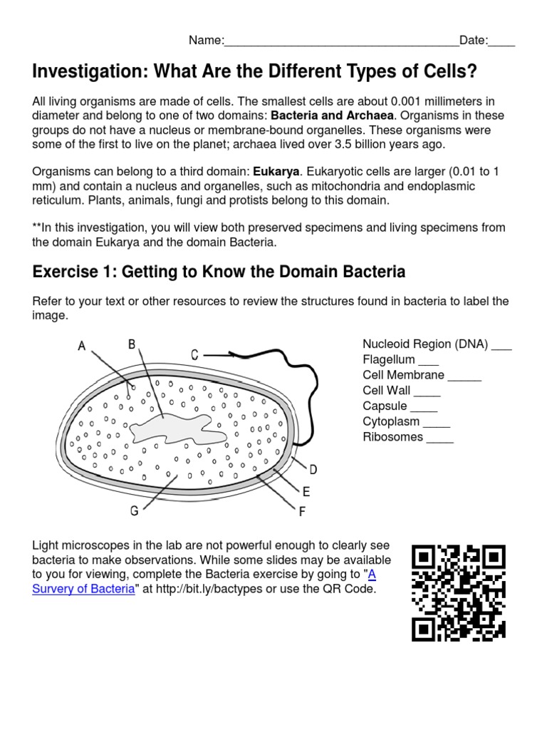 Investigation What Are The Different Types Of Cells Answers – GXSSB