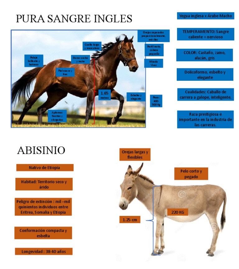 Características de la raza pura sangre inglesa | PDF | Caballos | Equus