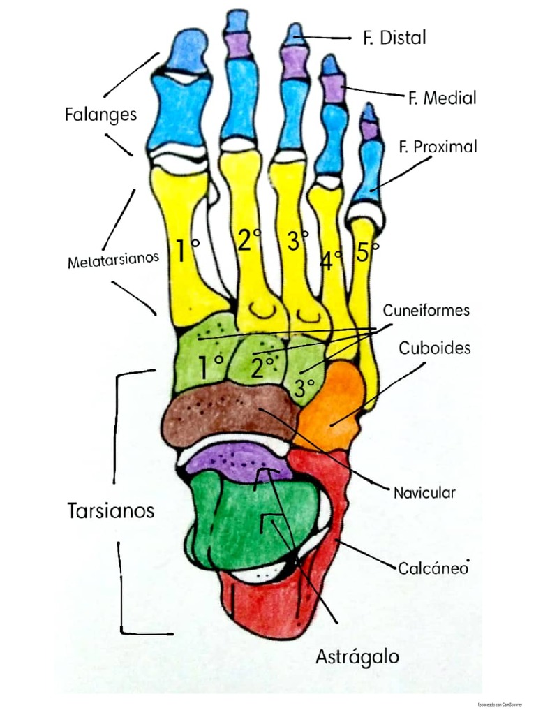 Huesos Del Pie | PDF