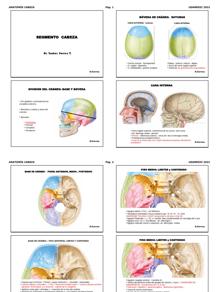 Anatomía de la cabeza y cráneo | PDF | Cráneo | Lengua
