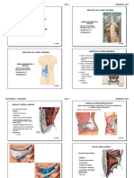 Anatomia 6