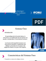 Presentación 2 anatomofisiología