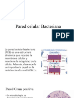 Pared Celular Bacteriana