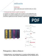 Pruebas de Identificación