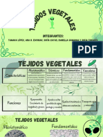 Tejidos Vegetales Meristemáticos, Dérmicos, Fundamentales y Vasculares.