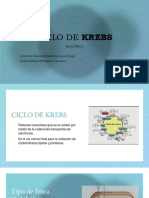 Ciclo de Krebs PDF