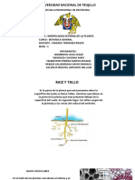 Morfologia Externa de La Planta