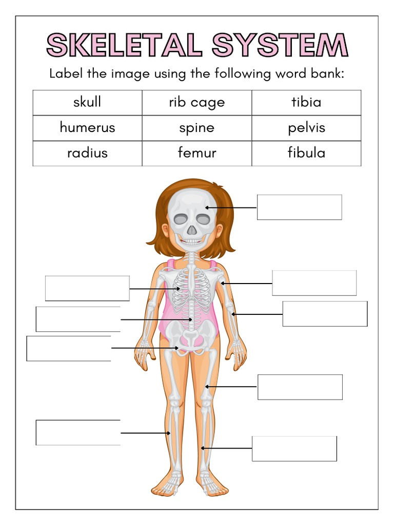 Human Skeletal System Anatomy Worksheet PDF | PDF