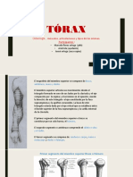Anatomía del tórax: huesos, músculos y articulaciones