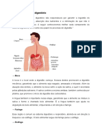 Órgãos Do Sistema Digestório