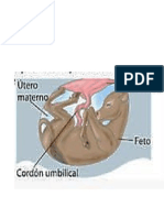 enbriones ciencias.docx