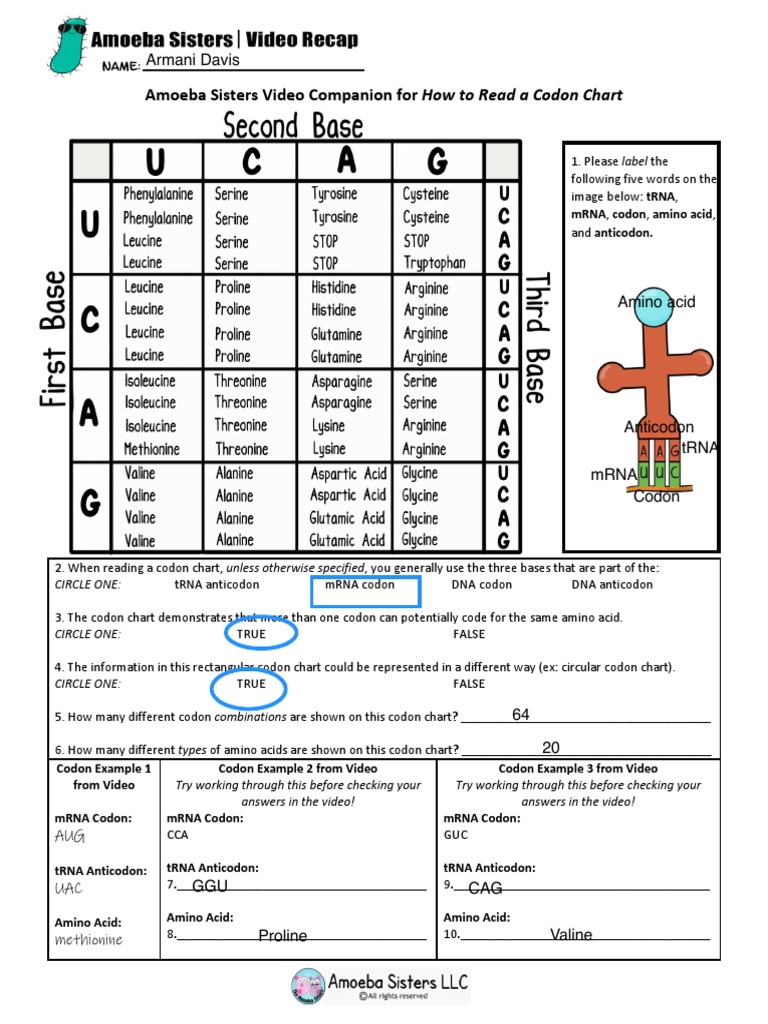 Video Recap of Codon Chart Video Companion by Amoeba Sisters PDF