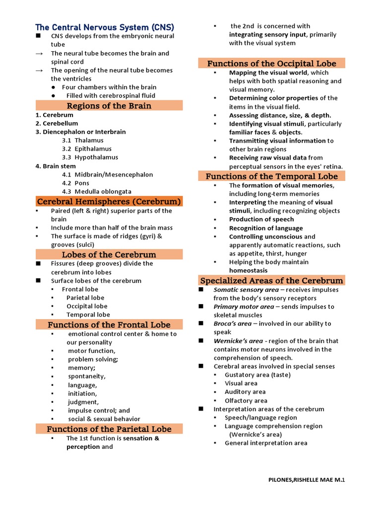 Chapter 7 - Central Nervous System | PDF | Central Nervous System ...