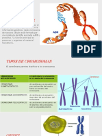 Cromosomas Adn y Arn