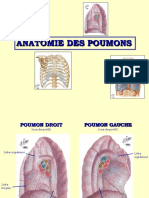 Radioanatomie THX