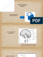 Introduccion Neuroanatomiamcomo Funciona El Cerebro