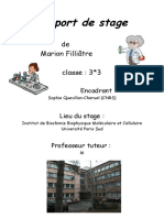 Rapport de Stage PDF