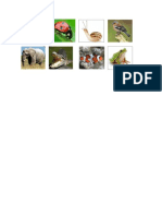 Animal Kingdom - Aby PDF