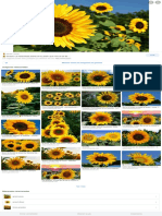 Girasols - Buscar Con Google