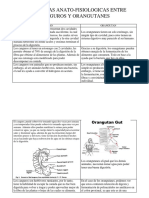 Diferencias Anato-Fisiologicas Entre Canguros y Orangutanes