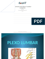 Docsity Anatomia Del Plexo Lumbar Completo