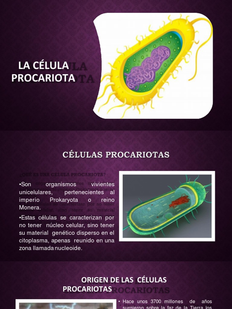 Estructura y Función de la Célula Procariota | PDF | Las bacterias ...