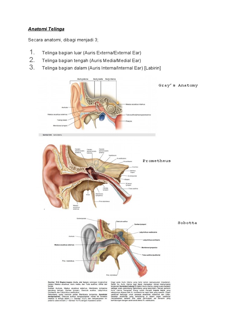 Anatomi Telinga | PDF