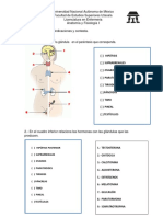 Actividades de Aprendizaje Del Sistema Endocrino