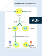 Z (H) - II-Cell Biology-BARR BODY