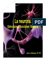 Neurona Tejido Nervioso 07 PDF
