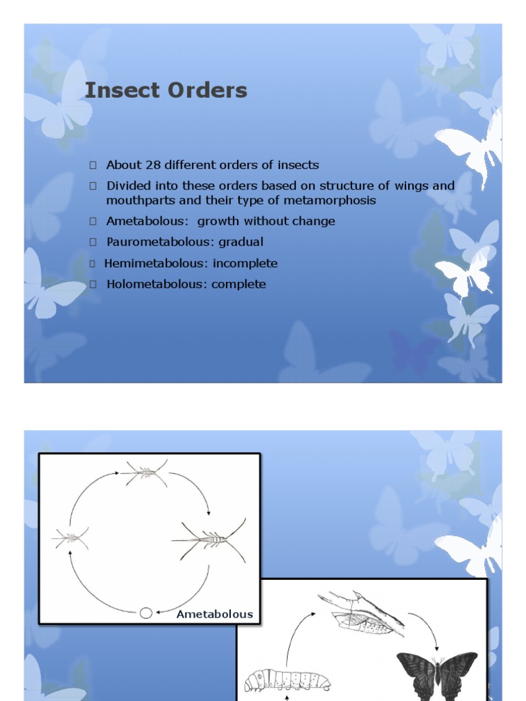 Insect Orders PDF